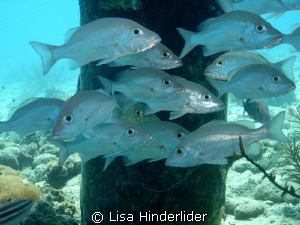 Snapper at the Salt Pier-Bonaire by Lisa Hinderlider 